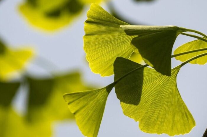 Ginkgo Biloba