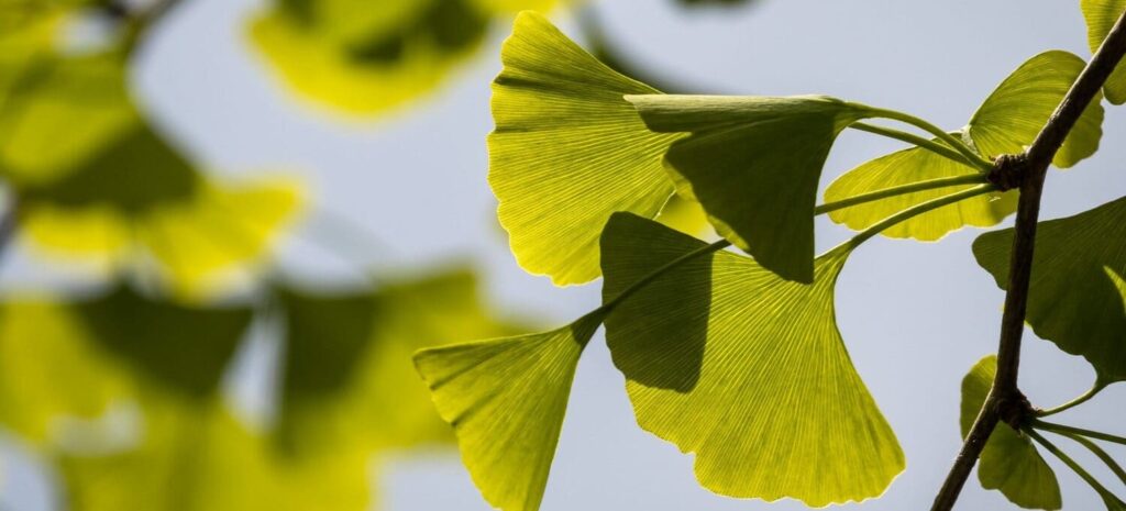 Ginkgo Biloba